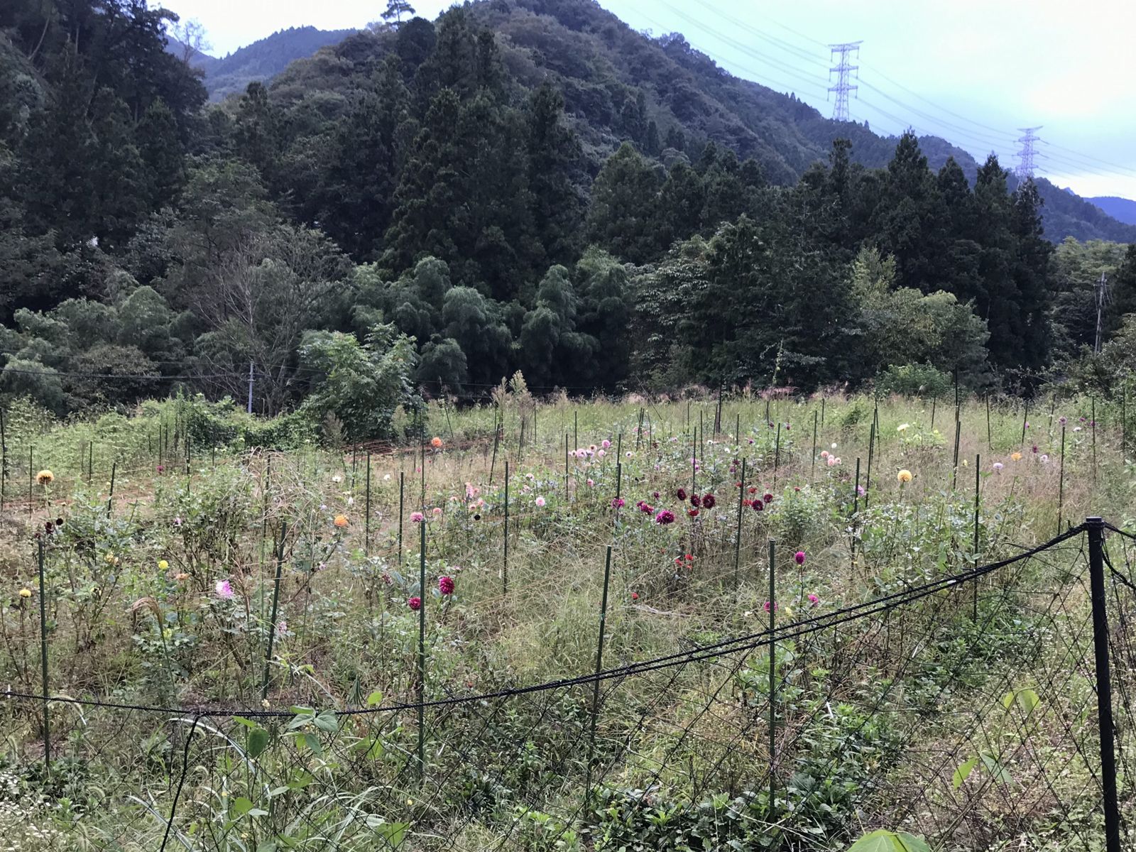 山あいのダリア畑